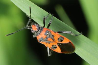 <i>Corizus hyoscyami</i>