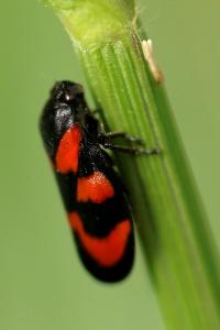 <i>Cercopis vulnerata</i>