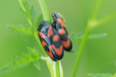 <i>Cercopis vulnerata</i>