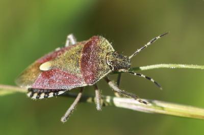 <i>Dolycoris baccarum</i>