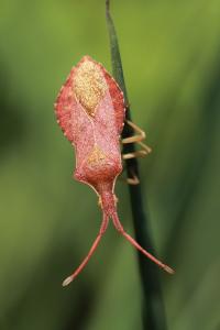 <i>Haploprocta sulcicornis</i>