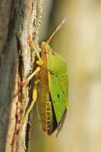 <i>Palomena prasina</i>