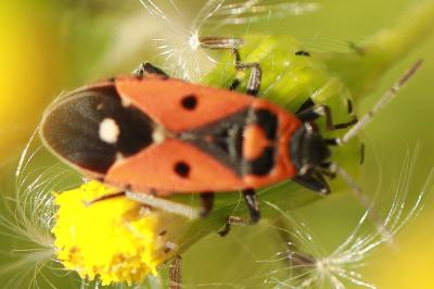 <i>Melanocoryphus albomaculatus</i>