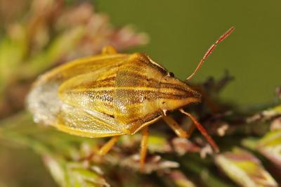 <i>Aelia acuminata</i>