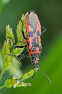 <i>Corizus hyoscyami</i>