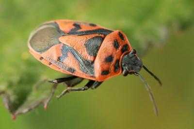 <i>Eurydema ornata</i>