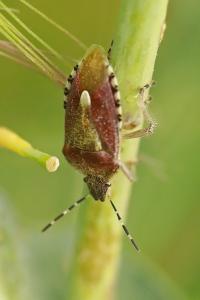 <i>Dolycoris baccarum</i>