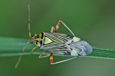 <i>Rhabdomiris striatellus</i>