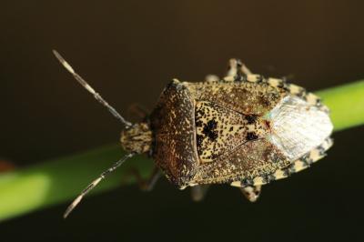 <i>Rhaphigaster nebulosa</i>