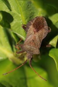 <i>Coreus marginatus</i>
