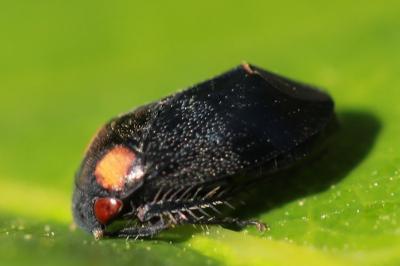 <i>Penthimia nigra</i>