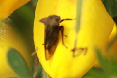 <i>Centrotus cornutus</i>
