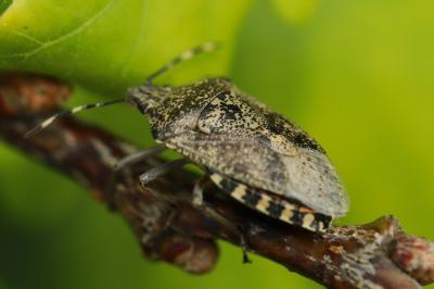 Rhaphigaster nebulosa