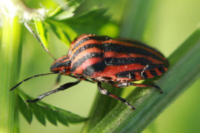 <i>Graphosoma italicum</i>