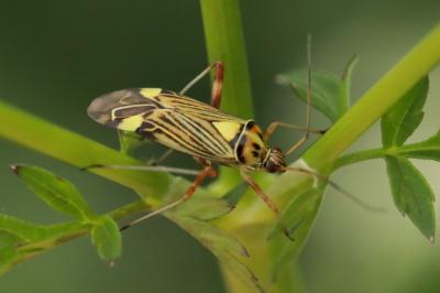 <i>Rhabdomiris striatellus</i>