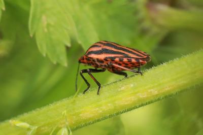 <i>Graphosoma italicum</i>