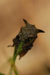 <i>Centrotus cornutus</i>