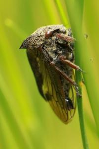 <i>Centrotus cornutus</i>