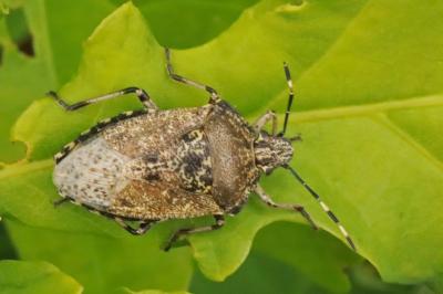<i>Rhaphigaster nebulosa</i>