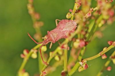 <i>Haploprocta sulcicornis</i>