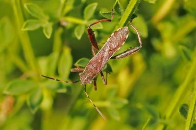 <i>Camptopus lateralis</i>