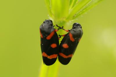 <i>Cercopis intermedia</i>
