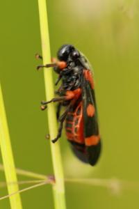 <i>Cercopis intermedia</i>