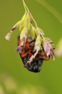 <i>Cercopis intermedia</i>