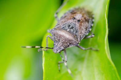 Rhaphigaster nebulosa