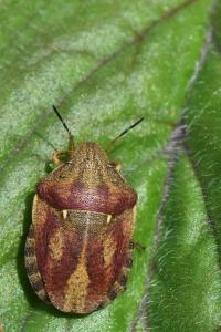 <i>Eurygaster maura</i>