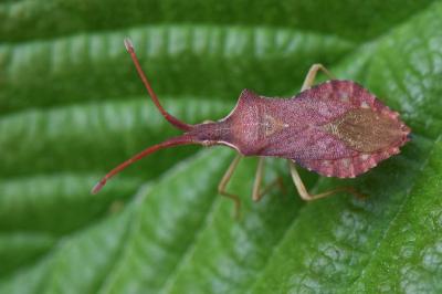 <i>Haploprocta sulcicornis</i>