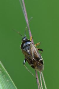 <i>Harpocera thoracica</i>