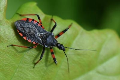 <i>Rhynocoris annulatus</i>