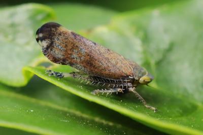 <i>Fieberiella florii</i>