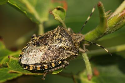 <i>Rhaphigaster nebulosa</i>