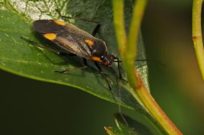<i>Capsodes flavomarginatus</i>