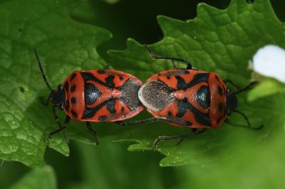 <i>Eurydema ornata</i>