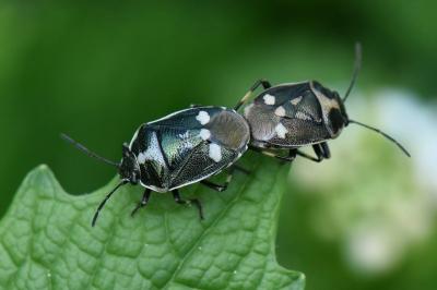 <i>Eurydema oleracea</i>