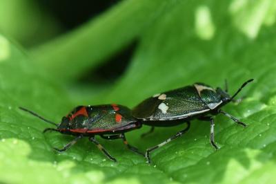 <i>Eurydema oleracea</i>