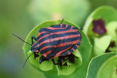 <i>Graphosoma italicum</i>