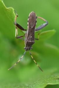 <i>Camptopus lateralis</i>
