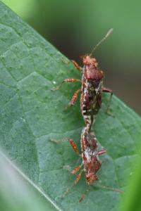 <i>Rhopalus subrufus</i>