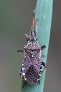 <i>Ceraleptus gracilicornis</i>