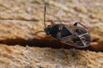 <i>Trapezonotus dispar</i>