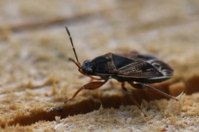 <i>Trapezonotus dispar</i>