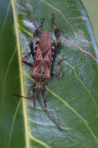 <i>Leptoglossus occidentalis</i>