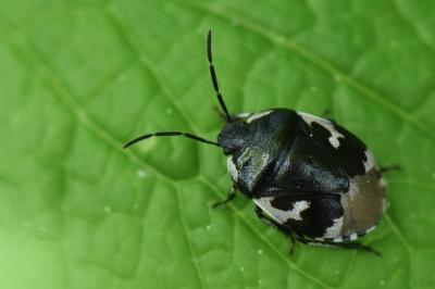 <i>Tritomegas bicolor</i>