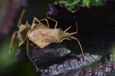 <i>Syromastus rhombeus</i>
