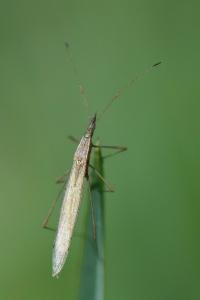 <i>Berytinus hirticornis</i>