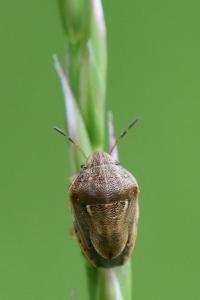 <i>Neottiglossa leporina</i>